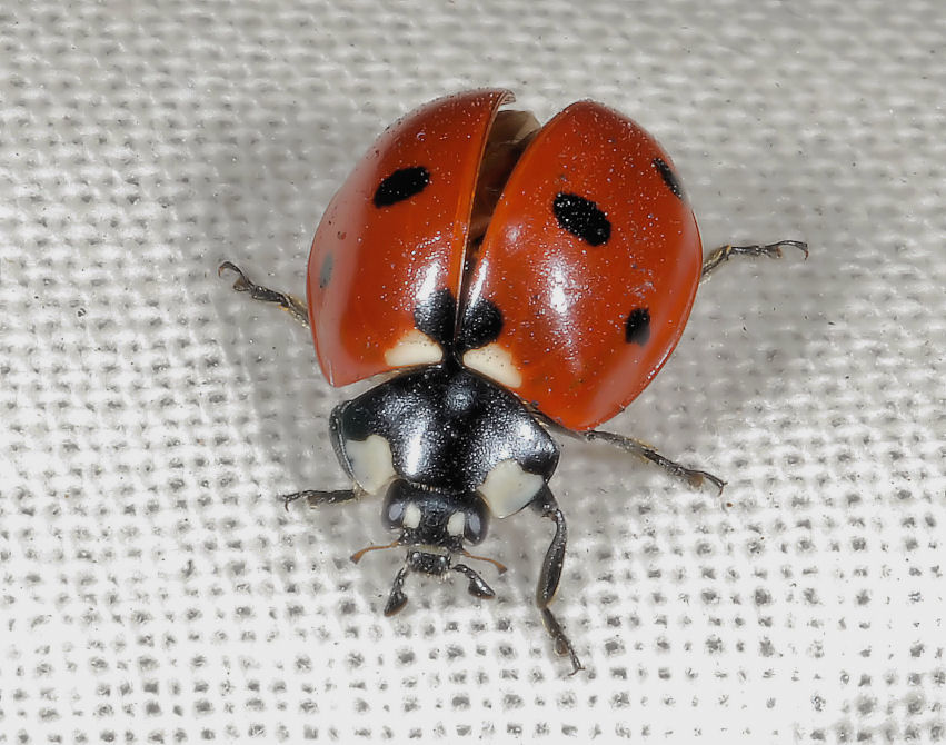 Coccinella infreddolita.....